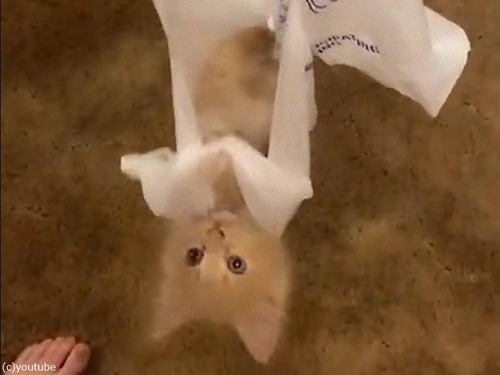 �쥸�ޤ������ʻ�ǭ01