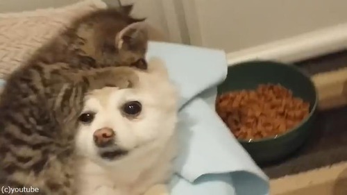 ̵�ٵ��ʻ�ǭ��ͷ�Ӥˡʻ����ʤ����դ��礦�ݥ��˥���02