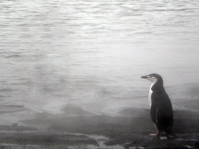 ペンギンガール03