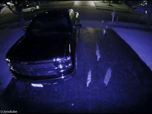 夜中のガレージで猫の集会02