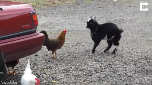 �İ����Хȥ롡�˥�ȥ�VS�䥮01