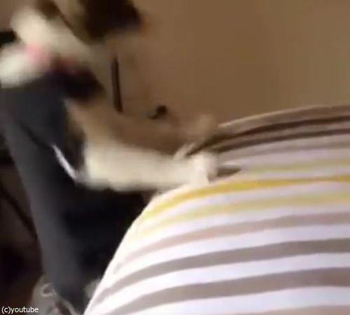 ベッドに登ろうとする猫の変なジャンプ06