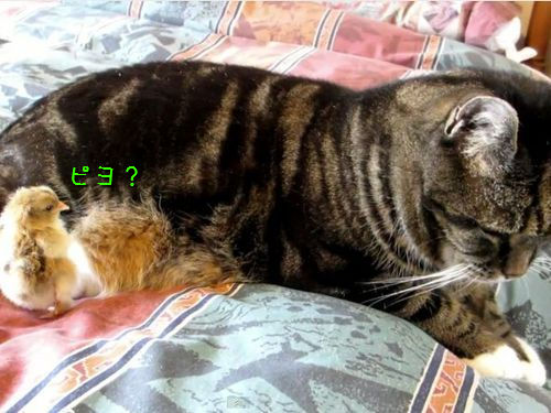 ひよこと猫