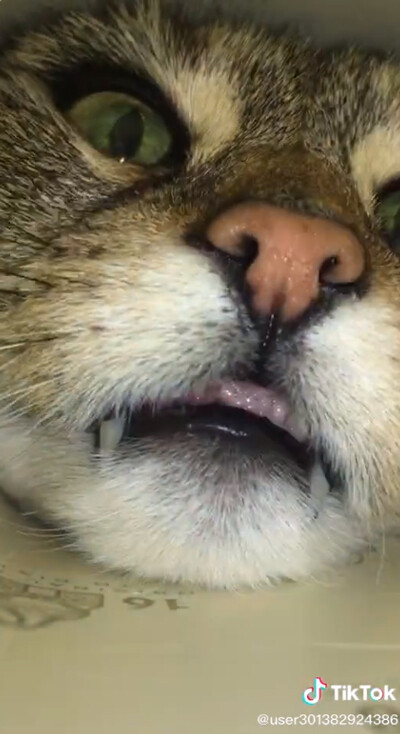 穴の中をのぞき込む猫…ちょっと怖いけどかわいい03