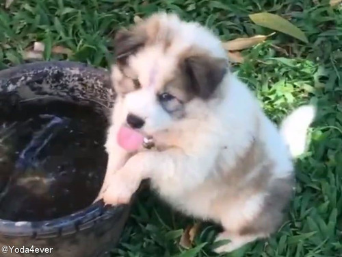 子犬が初めて「水遊び」を覚えたときのしぐさ