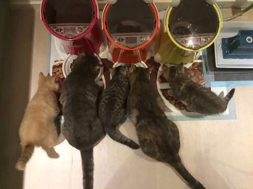 ¾��ǭ�Υ����򿩤٤�ǥ�ǭ�к�02