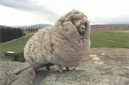 ロングヘアの羊
