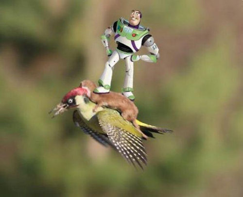 オゴジョとアオゲラ05