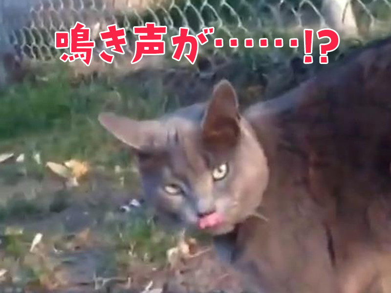 どうやらこの猫は 自分を自動車だと思っているようだ 動画 らばq