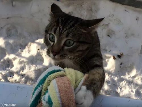 うちの猫の帰宅方法04