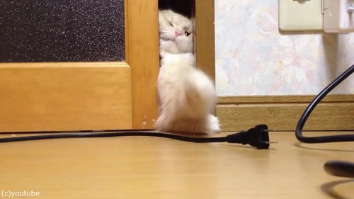 ドアを開けて欲しい猫02
