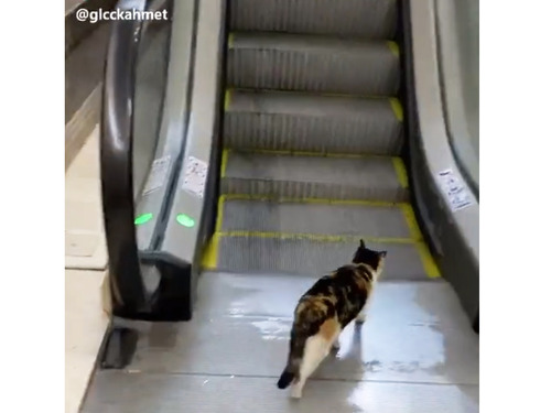 ǭ���������졼�������ꤳ�ʤ�00