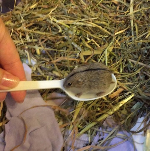 11Baby 赤ちゃん動物たち baby lemming