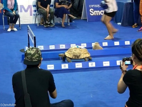 ウサギとカメの話は本当だった03