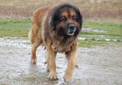 ������Ĺ10