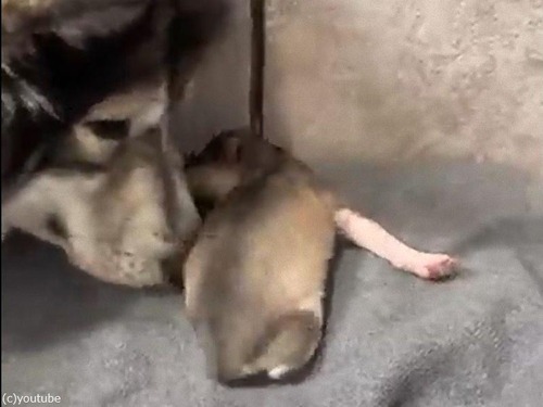 赤ちゃんとママ犬の愛
