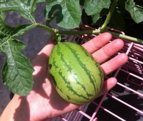 この実、どうなる？05