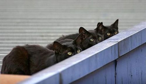 猫は見ている22