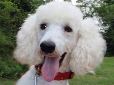 おかしなプードル00