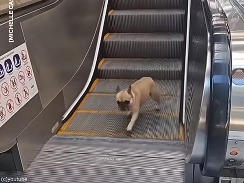 エスカレーターに乗った犬が永遠に遊び続ける方法を発見する（動画）