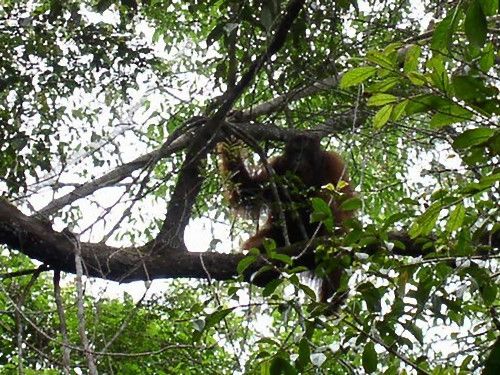 オランウータン骨折00