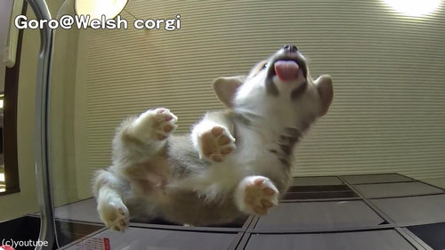 子犬をガラステーブルの下から見る06