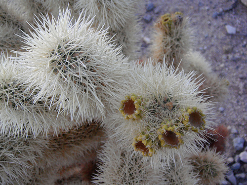 サボテンが刺さった犬00