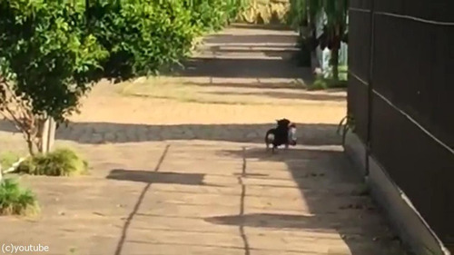 毎日お買いものにやって来る犬04