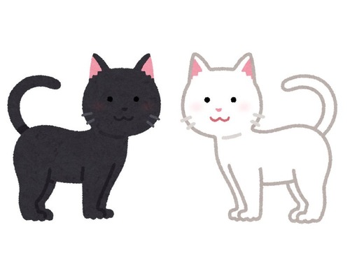 「黒猫と白猫が抱き合って寝ていると…」→なんだか芸術的