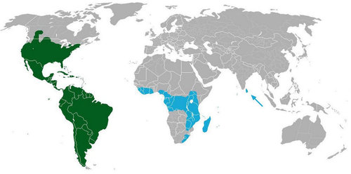 え サハラ砂漠ではサボテンは1本も育たないの 海外の反応 らばq