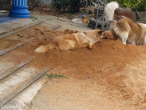 土をかぶり続ける犬04