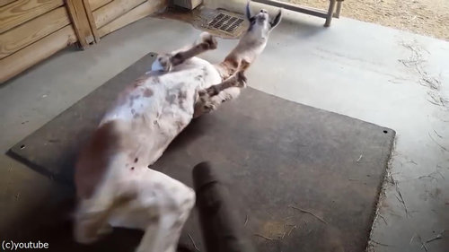 リャマとリーフブロワー04