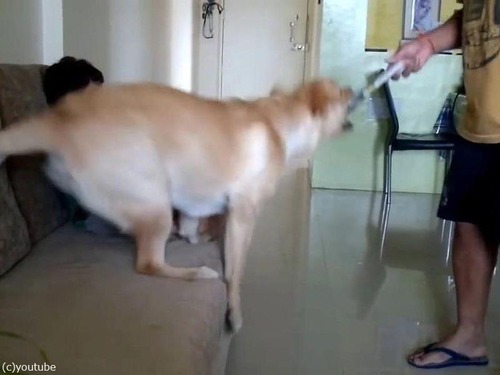 犬が男の子を父から救おうとする05