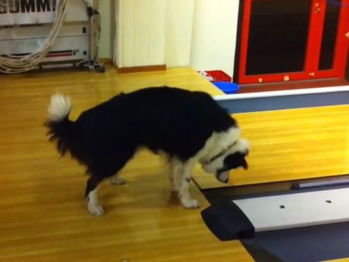 ボーリング場の犬01