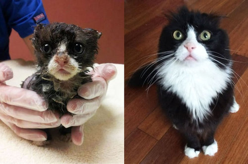 救助された猫17