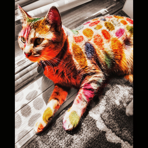 デーカルと猫03