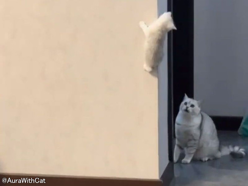 壁に登った愛する子猫を見て…ママ猫がパニックに陥る