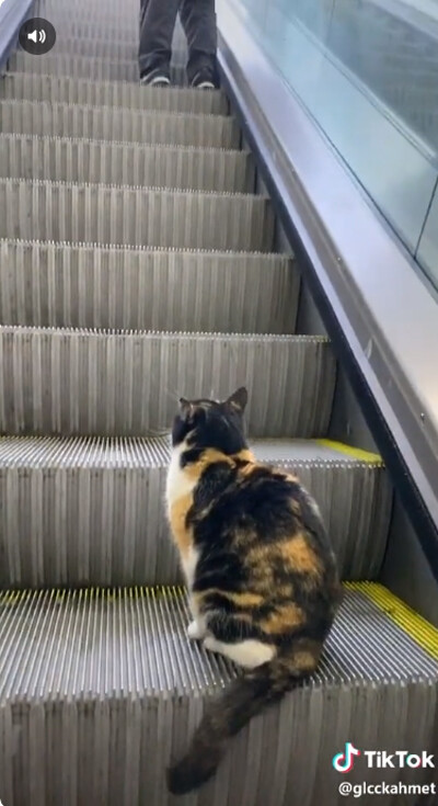 ǭ���������졼�������ꤳ�ʤ�02