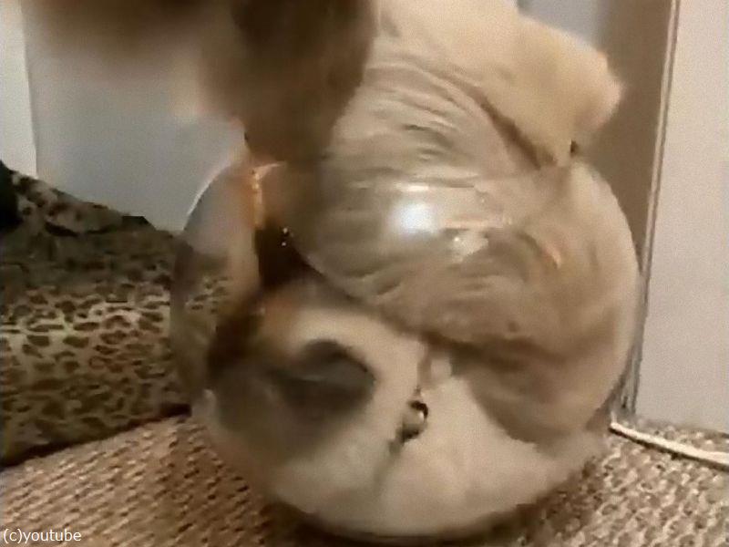 小さな金魚鉢に収まる猫 動画 らばq 小さな金魚鉢に収まる猫 動画 らばq