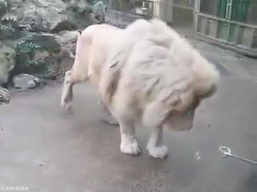 ����ܥ�̤򸫤��饤����Υꥢ�������03