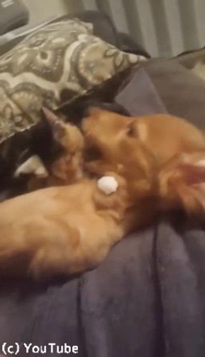 ǭ��Ķ��ƥ��˥å��˾�ŷ���븤01