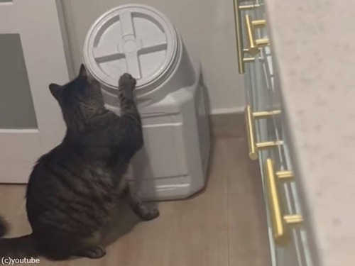 賢い猫が食品保存容器を開ける