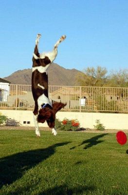 犬の身体能力凄い11