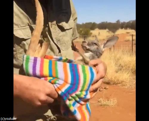 孤児カンガルーの寝かし方06