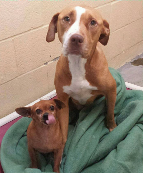 ピットブルとチワワ04