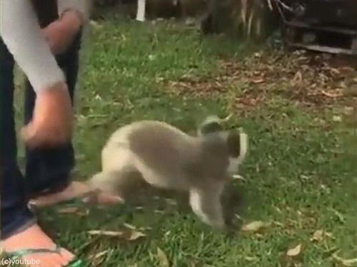 ��ʳ�����֤���󥳥���01