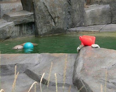 三角コーンとシロクマ05