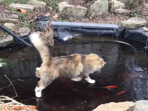 氷の上で追いかけっこ03