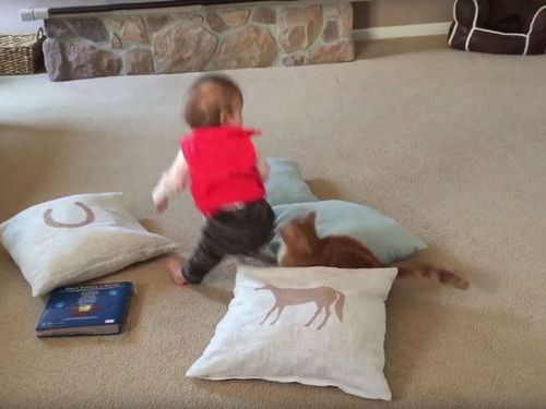 赤ちゃんが猫の上に座りかける→「安心してください！」01