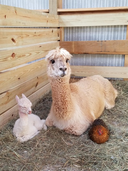 02Baby 赤ちゃん動物たち Alpaca